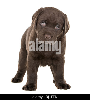 Aufnahme eines klobigen Chocolate Labrador Welpen Stockfoto
