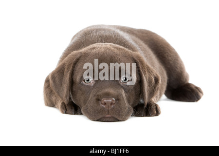 Ultra süß Schuss ein sechs Wochen altes Chocolate Labrador-Welpe Stockfoto