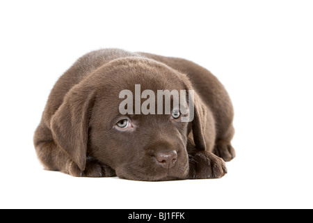Ultra süß Schuss ein sechs Wochen altes Chocolate Labrador-Welpe Stockfoto