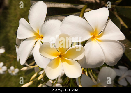 Indien, Kerala, Kochi, Fort Cochin, niederländische Friedhof, duftenden Frangipani-Blüten Stockfoto