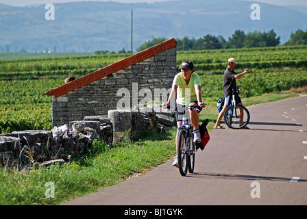 Radfahrer auf der Veloroute in der Nähe von Puligny Montrachet, Côte de Beaune, Burgund, Frankreich Stockfoto