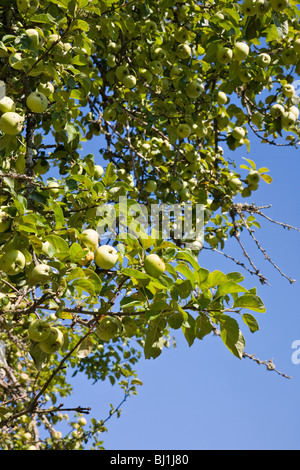 Fresh apples in the tree Stockfoto