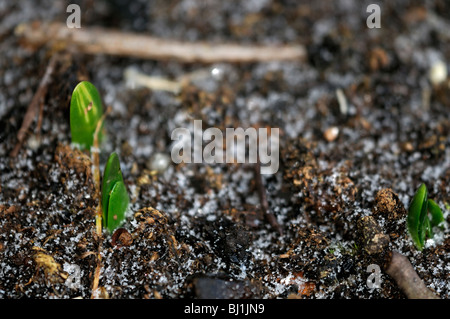 Krokus Triebe Stängel, die jungen früh entstehen wachsende Schwellenländer wachsen in den Frost im winter Stockfoto