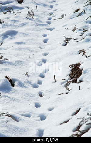 Fox-Spuren im Schnee auf einem Herefordshire-Vertrauen-Naturschutzgebiet Stockfoto