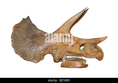 Triceratops Prorsus fossile Schädel, späten Kreidezeit Stockfoto