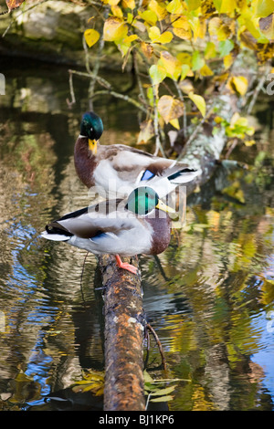 Stockente Enten sitzen auf einem Baumstamm über das Wasser Stockfoto