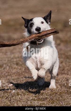 Unsere Russell einen Stick abrufen Stockfoto