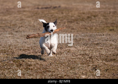 Unsere Russell einen Stick abrufen Stockfoto