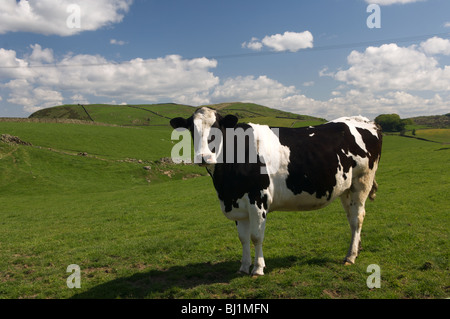 Britische Fresian Kuh, Cumbria, Lake District, Großbritannien Stockfoto