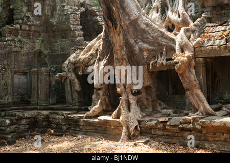 Ficus Strangulosa Baum, der über eine Tür in den antiken Ruinen von Angkor Wat Ort in Kambodscha Stockfoto