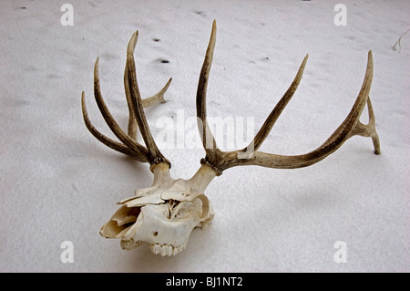 Deer skull mit Geweih im Winter schnee Stockfoto