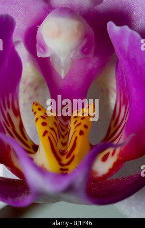 Nachtfalter-Orchidee Stockfoto
