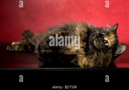 Langhaarige Tortishell Katze seitlich liegend Stockfoto