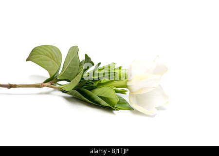 Nahaufnahme der Blüte der Gardenie (Gardenia Jasminoides) auf weißem Hintergrund Stockfoto