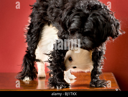 Weißer Deutscher Zwergspitz Welpen unter einen schwarzen Malteser Yorkie Mix Hund beißt ihr Bein zu stehen. Stockfoto