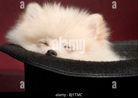 Creme farbigen Deutscher Zwergspitz Welpen schlafen in einen Zylinder. Stockfoto