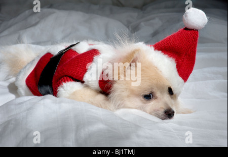 Müde Creme farbigen Deutscher Zwergspitz Welpen in einem Santa-outfit Stockfoto