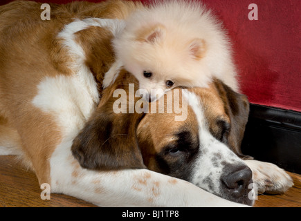 Deutscher Zwergspitz Welpen liegen auf dem Kopf einen Bernhardiner Stockfoto