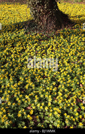Winter Aconitum, Eranthis Hyemalis; Deutsch: Winterlinge Stockfoto