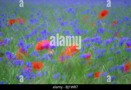 rote Mohnblumen und Kornblumen verschwommen durch Wind auf stillgelegten landwirtschaftlichen Flächen Stockfoto