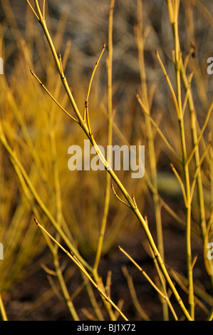 Cornus Sericea Budds gelb im Winter. Stockfoto