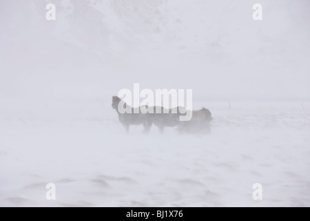 Pferde in einem Schneesturm, Snaefellsnes, Island Stockfoto