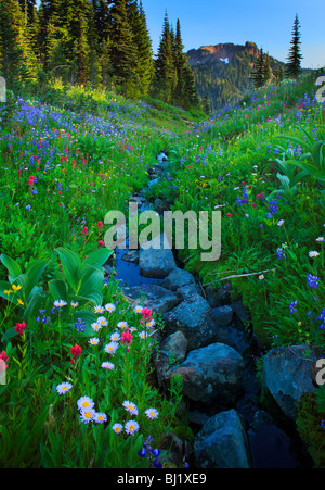 Fülle von Wildblumen am Creek im Mount Rainier National Park im Bundesstaat Washington, USA Stockfoto