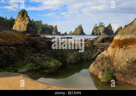 Punkt der Bögen im Shi Shi Beach entlang der zerklüfteten Küste der Olympic National Park Stockfoto