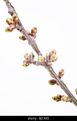 Extremität von einem Kirschbaum im frühlingshaften Stockfoto