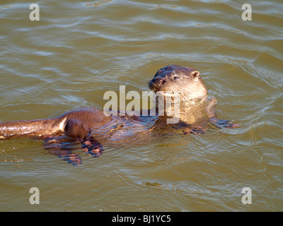 Wilde britische Otter, Bude Kanal, Cornwall Stockfoto