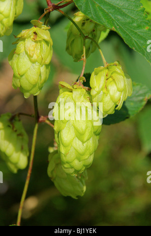 Hopfenpflanze - hop Anlage 05 Stockfoto