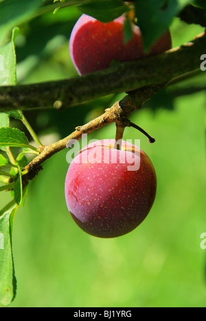 Pflaume Baum - plum tree 02 Stockfoto