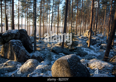 Felsiges Gelände im finnischen Kiefernwald ( pinus sylvestris ) Taiga-Wald im Winter , Finnland Stockfoto