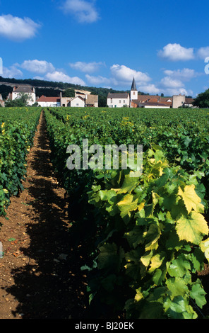 Die Weinberge der Côte de Beaune Wein Region in der Nähe von Chassagne-Montrachet Stockfoto