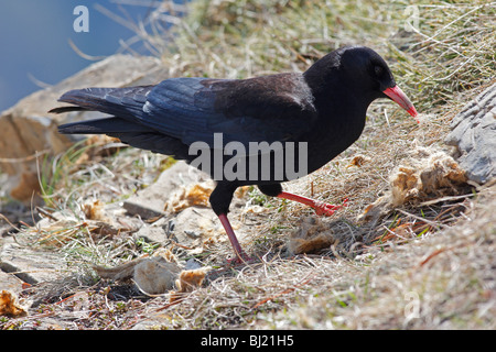 Rot-billed Alpenkrähe (Pyrrhocorax Pyrrhocorax), Erwachsene auf Nahrungssuche. Stockfoto