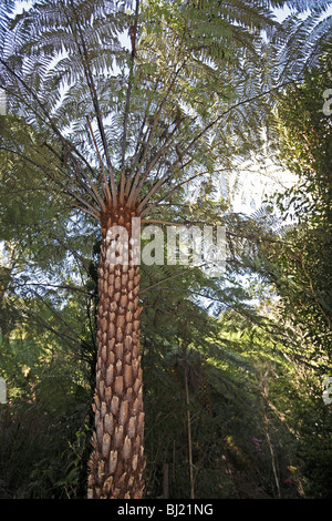 Australischer Baumfarn (Cyathea Cooperi) im Lamington National Park. Stockfoto