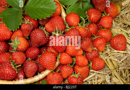 Reife Erdbeeren auf einem Bett aus Stroh Stockfoto