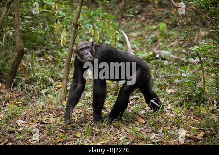 Erwachsenen männlichen Schimpansen, "Hatari" zu Fuß auf einem Wald Wanderweg hinter der Hauptgruppe. Stockfoto