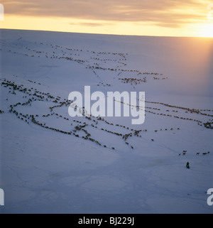 Raindeers unterwegs Stockfoto