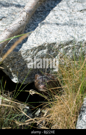 Ein Nerz mit Blick vom unter einem Felsen, Schweden. Stockfoto