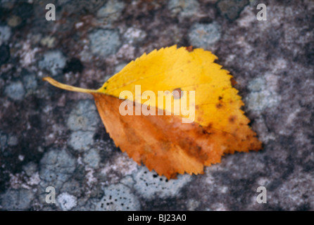 Birke Blätter, close-up, Schweden. Stockfoto