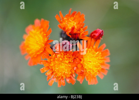 Orange Blüte, Nahaufnahme, Schweden. Stockfoto