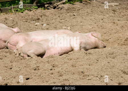 Schlafen in einem schlammigen Hof Schweine Stockfoto