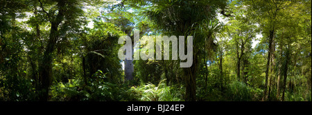 New Zealand größte (Native/endemisch) Kauri Baum Tane Mahuta im Waipoua Forest, North Island, Neuseeland Stockfoto