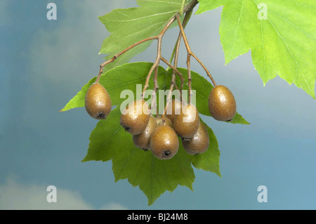 Elsbeere, Chequers, Checkers Baum (Sorbus Torminalis), Zweig mit Beeren und Blätter. Stockfoto