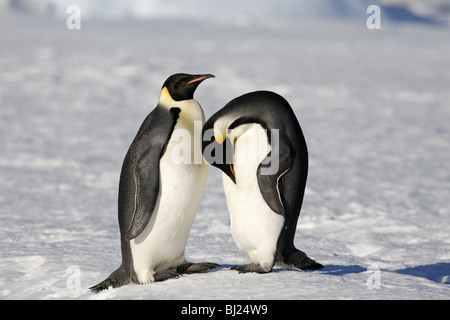 Kaiser-Pinguin, Aptenodytes Forsteri, Erwachsener an Schnee Hügel Insel antarktische Halbinsel Stockfoto
