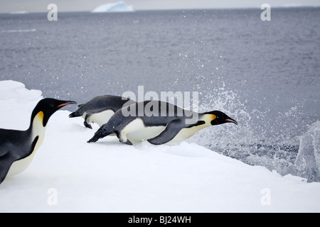 Kaiserpinguine, Aptenodytes Forsteri, Eingabe von Meer Stockfoto