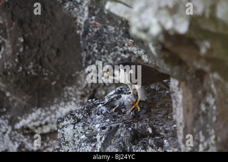 Wanderfalke, Falco Peregrinus, zupfen Taube Stockfoto