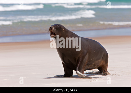 New Zealand weibliche Hooker Seelöwen (Phocarctos Hookeri) - Neuseeland Stockfoto