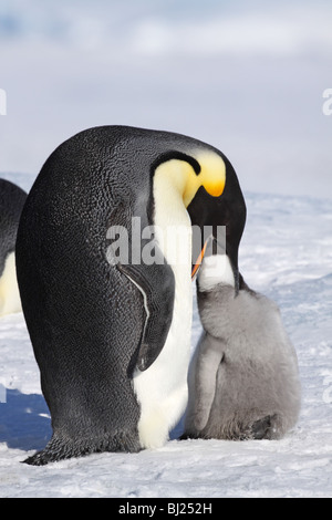 Kaiser-Pinguin, Aptenodytes Forsteri, Erwachsenen Fütterung Küken im Schnee Hügel Insel antarktische Halbinsel Stockfoto
